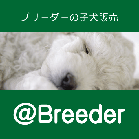 子犬販売アットブリーダー